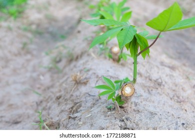 Sapling Cassava Tree With Young Leaves In Plant Agriculture Farm Of Tapioca Field Close-up.