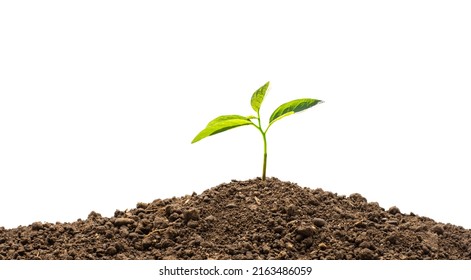 Sapling growing from fertile soil on white background, environmental concept. - Shutterstock ID 2163486059
