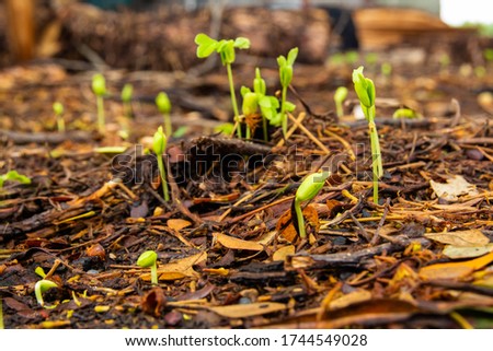 Sapling growing from the ground