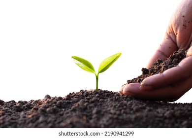 The Sapling Was Growing And A Man's Hand Was Pouring Soil On It, Ecology Concept.