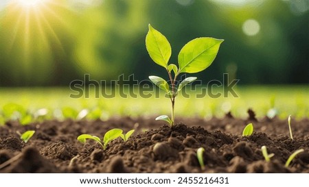 A sapling growing in the middle of the forest.