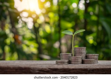 The Sapling Growing On A Pile Of Coins Has A Natural, Blurry Green Background. Money Saving Ideas And Economic Growth