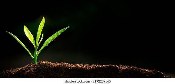 The Sapling are growing from the soil with sunlight - Shutterstock ID 2192289565