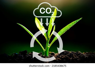 The Sapling Are Growing From The Soil With Sunlight And Carbon Dioxide Absorb Cycle 