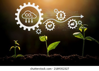 The Sapling Are Growing From The Soil With Sunlight And Carbon Dioxide Absorb Cycle