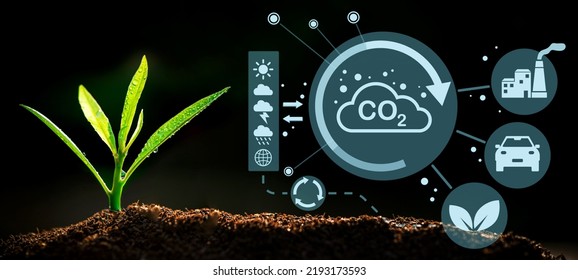 The Sapling Are Growing From The Soil With Sunlight And Carbon Dioxide Absorb Cycle