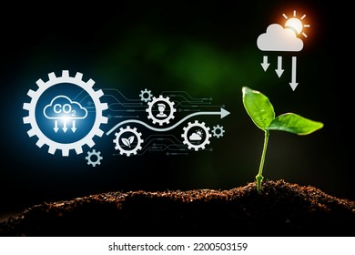 The Sapling Are Growing From The Soil With Sunlight And Carbon Dioxide Absorb Cycle