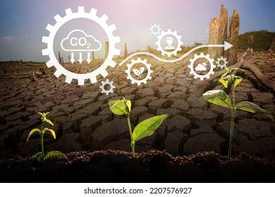 The Sapling Are Growing From The Soil With Sunlight And Carbon Dioxide Absorb Cycle And Digital Data Information On Hot Desert Land Background	