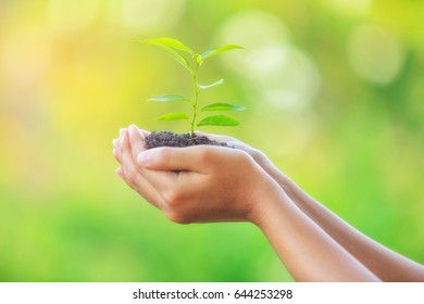 Sapling in hand , Plant trees to save the world