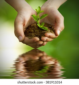 sapling in hands with reflection in water