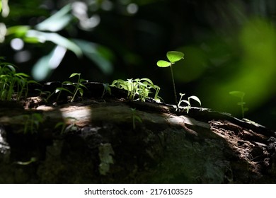 sapling on the log in forest.