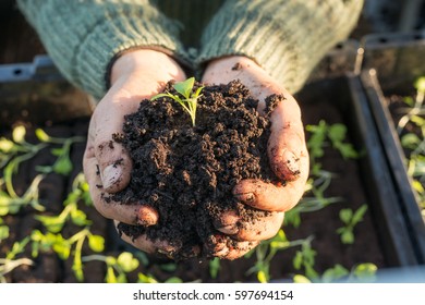 Sapling In A Pile Of Dirt In Cupped Hands