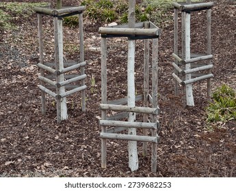 Sapling protected by wooden frames, park nursery maintenance with arboristdesigned supports, leaflittered