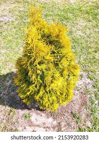 Sapling Thuja Occidentalis Jantar,  Amber Glow Golden American Arbor Vitae. Polish Variety Of Ornamental Plant