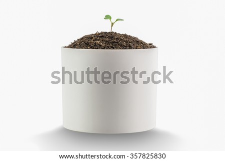 Sapling of a tree on a white background.