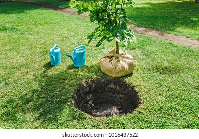 Sapling Tree Ready For Planting In The City Park, Concept Of Landscaping Of The Territory