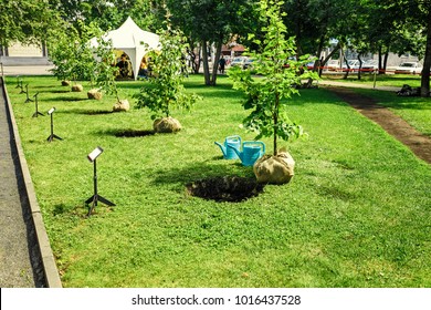 Sapling Tree Ready For Planting In The City Park, Concept Of Landscaping Of The Territory