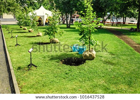 sapling tree ready for planting in the city park, concept of landscaping of the territory