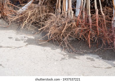 Saplings of fruit trees with soil covered roots. Sale of young trees for planting at the farmers' market. Bare rooted trees. - Shutterstock ID 1937537221