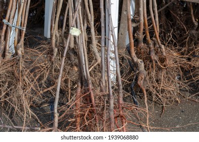 Saplings of fruit trees with soil covered roots. Sale of young trees for planting at the farmers' market. Bare rooted trees.