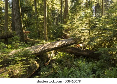 Saplings grow amongst downed giant Douglas Fir trees in lush Cathedral Grove, MacMillan Provincial Park, Vancouver Island, BC