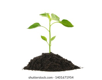 Sapling 图片 库存照片和矢量图 Shutterstock