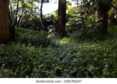 Saplings Surrounded By Trees Covering Forest Floor After Rain.