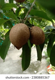 Sapodilla fruit is a long-lived fruit plant - Shutterstock ID 2380885367