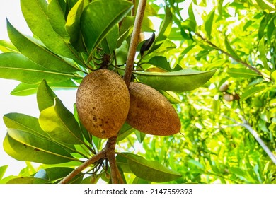 3,047 Manilkara zapota fruit Images, Stock Photos & Vectors | Shutterstock