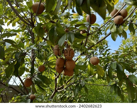 sapodilla fruit on the sapodilla tree plant on summer, sapodilla plum in the garden fruit in thailand
