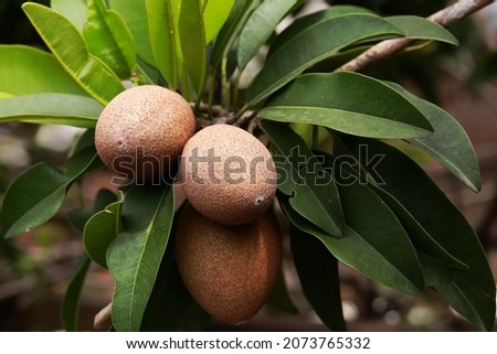 Sapodilla fruits and leaves hanging on a branch