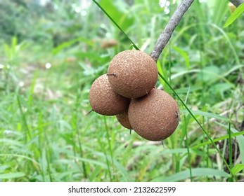 Sapodilla Has A Flavor Profile All Its Own, Making Sapodilla A Great Introduction To All Kinds Of Sapote Fruits.