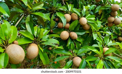 Sapodilla Plants Bear Fruit On Short Stock Photo (Edit Now) 2009970101