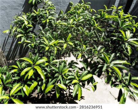 The sapodilla tree features dense, dark green foliage—a hallmark of a healthy tree. It is often planted in front of homes as an ornamental plant that also yields fruit.