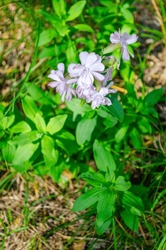 Saponaria Officinalis (known As Soapwort, Common Soapwort, Bouncing-bet, Crow Soap, Wild Sweet William, Soapweed)