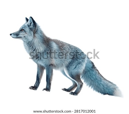 Sapphire Fox Sapphire Fox Graceful Side Prof Isolated On White Background