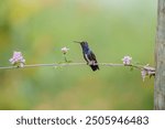 Sapphire-spangled Emerald perched on a beautiful branch with delicate flowers (Chionomesa lactea). Looking to the left side.