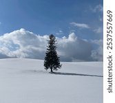 Sapporo hokkaido snow christmas tree