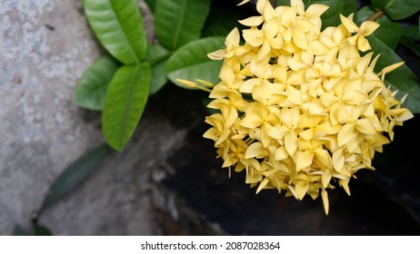 Saraca asoca, the ashoka tree or sorrow-less flowers is a plant belonging to the Detarioideae, an important tree in the cultural traditions of the Indian subcontinent