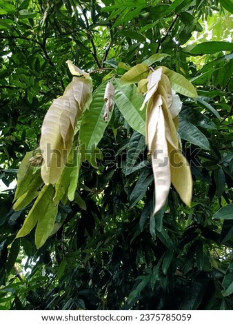 Saraca asoca, commonly known as the Ashoka tree