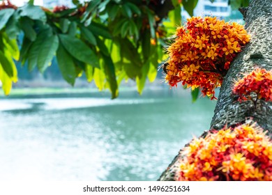 Saraca L tree with bees hovering in daytime summer