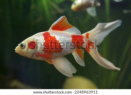 saras comet goldfish in a fish tank