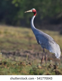 Saras Crane India Images Stock Photos Vectors Shutterstock