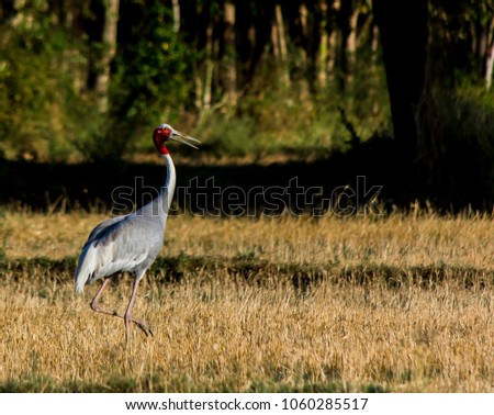 Similar – White stork in a field