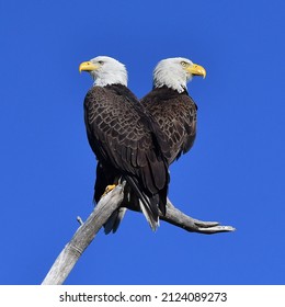 SARASOTA FL, UNITED STATES - Dec 27, 2021: A closeup of Bald Eagle Pair with blue sky