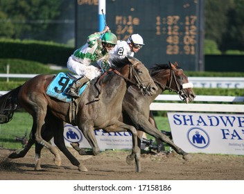 SARATOGA SPRINGS - August 23: Robby Albarado Aboard Mambo Thinks He Has Won The 139th Running Of The Travers Stakes August 23, 2008 In Saratoga Springs, NY.