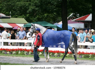 SARATOGA SPRINGS - August 9: An Unidentified Groom Walks Stud Muffin To The Paddock Before The Solomon Northup Stakes August 9, 2008 In Saratoga Springs, NY.