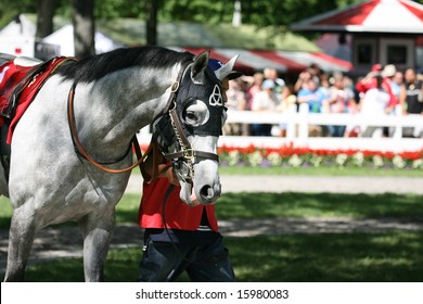 SARATOGA SPRINGS - August 9: An Unidentified Groom Walks Stud Muffin In The Paddock Before The Solomon Northup Stakes August 9, 2008 In Saratoga Springs, NY.