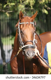 SARATOGA SPRINGS, NY- AUGUST 1:  An Unknown Groom Walks Indescribable To The Paddock Before The 71st Diana Stakes At Saratoga Race Track, August 1, 2009 In Saratoga Springs, NY.