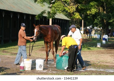 Saratoga Springs, NY, July 26th 2008 - Horse Gets Bath And Cleanup After Workout In The Stables At The Main Track At Saratoga.